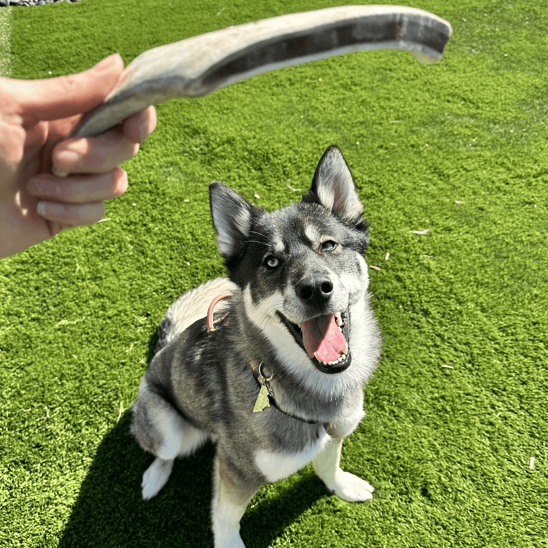 5 consejos para mantener a tu mascota feliz y saludable