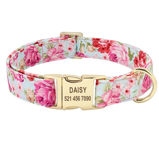 Set collar y correa